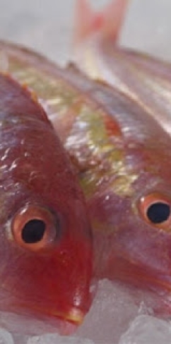 Cá Đổng Quéo 