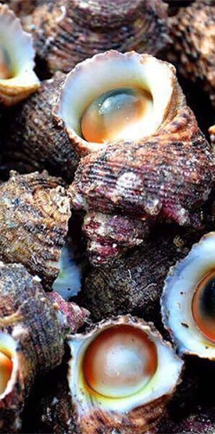Ốc mặt trăng nâu 