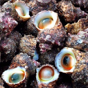 Ốc mặt trăng nâu 